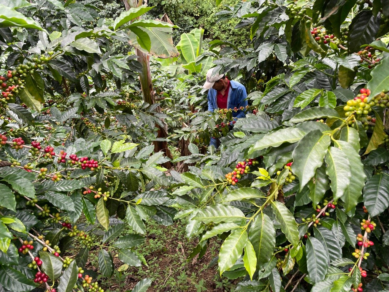 Adelino Urbano