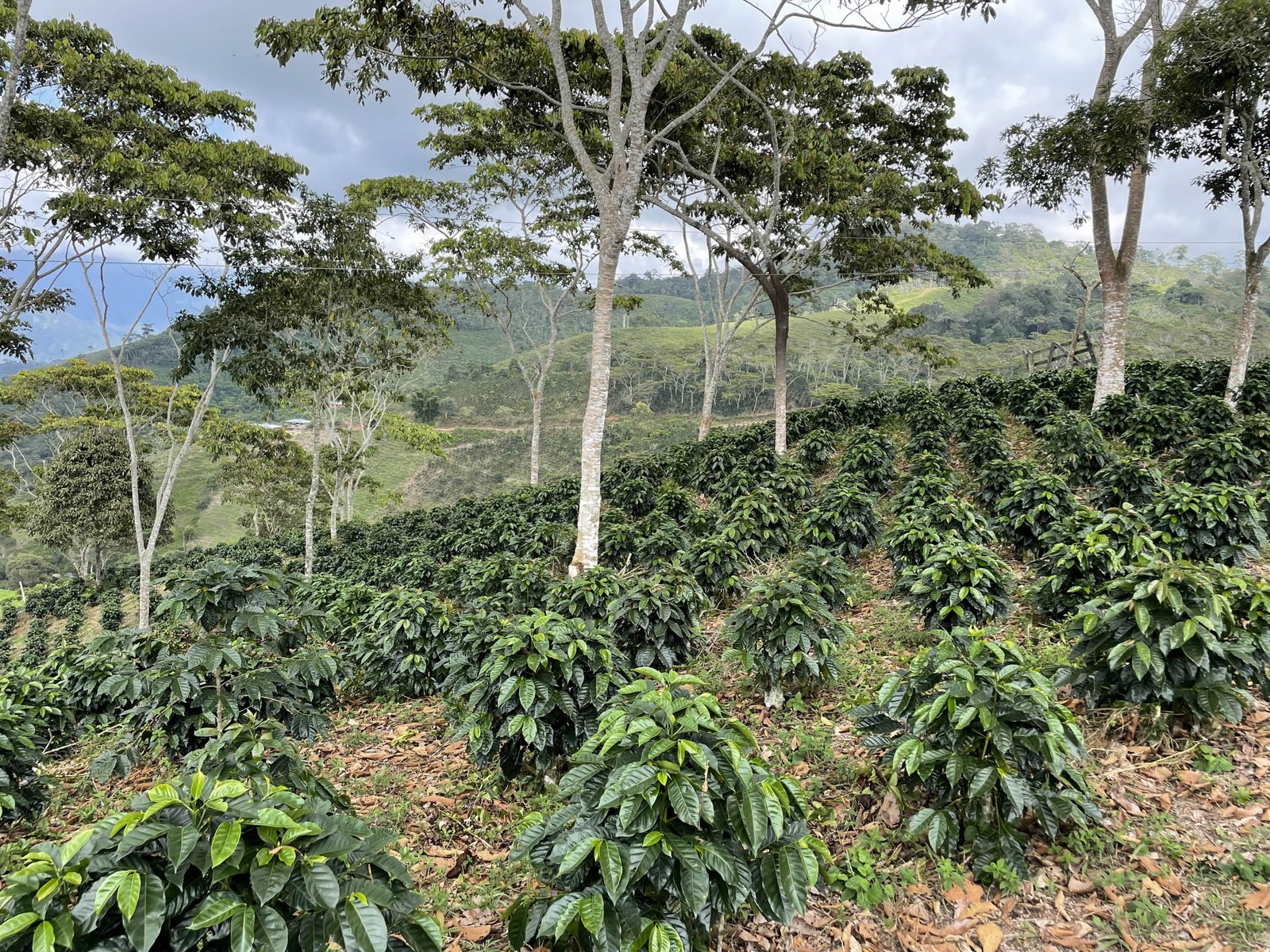 Cupping from above.